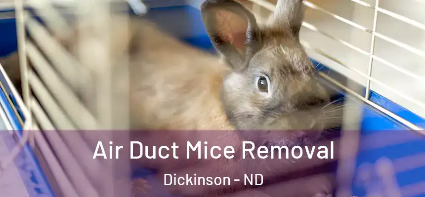  Air Duct Mice Removal Dickinson - ND